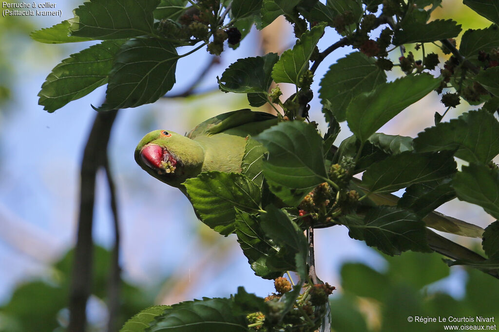 Rose-ringed Parakeet