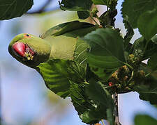 Rose-ringed Parakeet