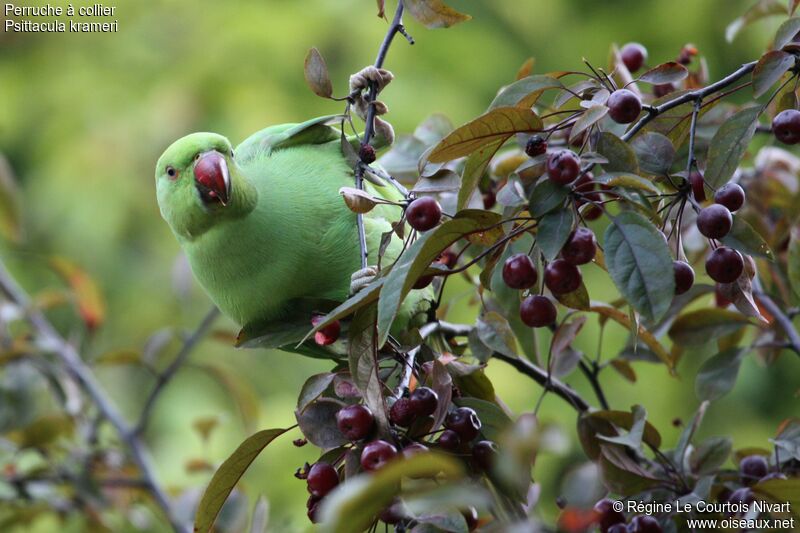 Rose-ringed Parakeet, feeding habits