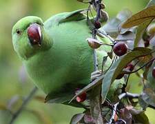 Rose-ringed Parakeet