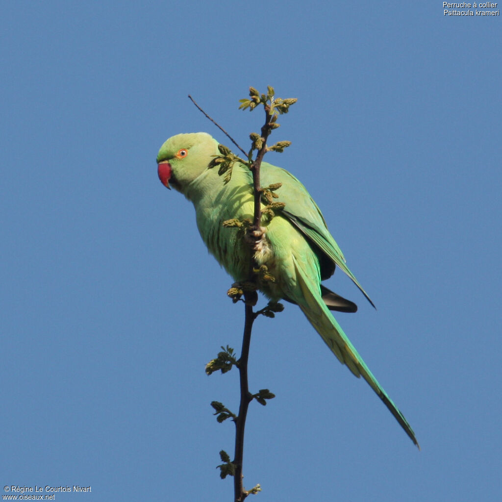 Rose-ringed Parakeet