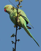 Rose-ringed Parakeet