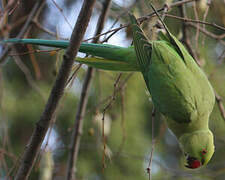 Rose-ringed Parakeet