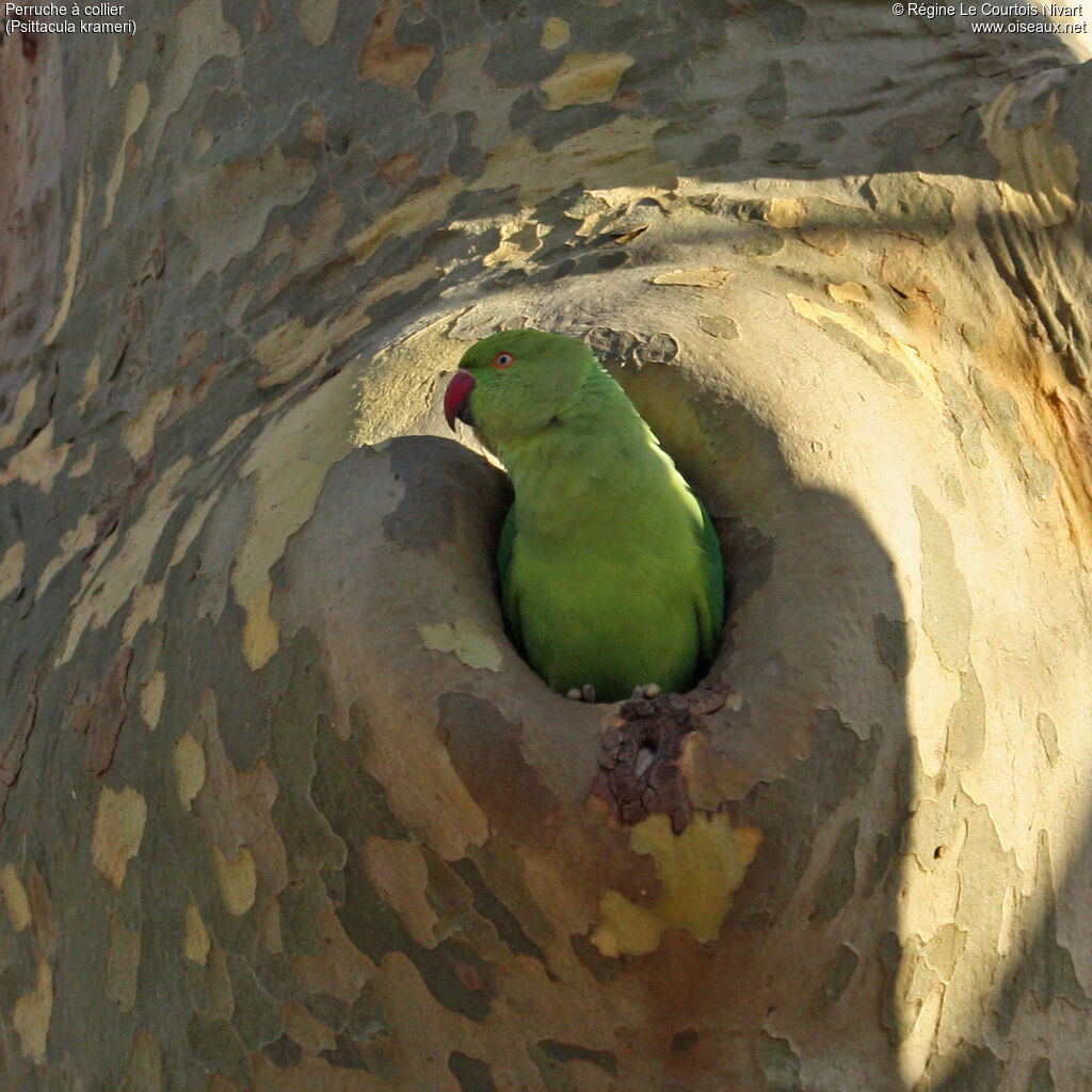 Rose-ringed Parakeet