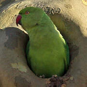 Rose-ringed Parakeet