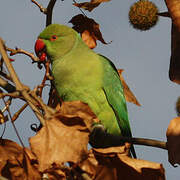 Rose-ringed Parakeet