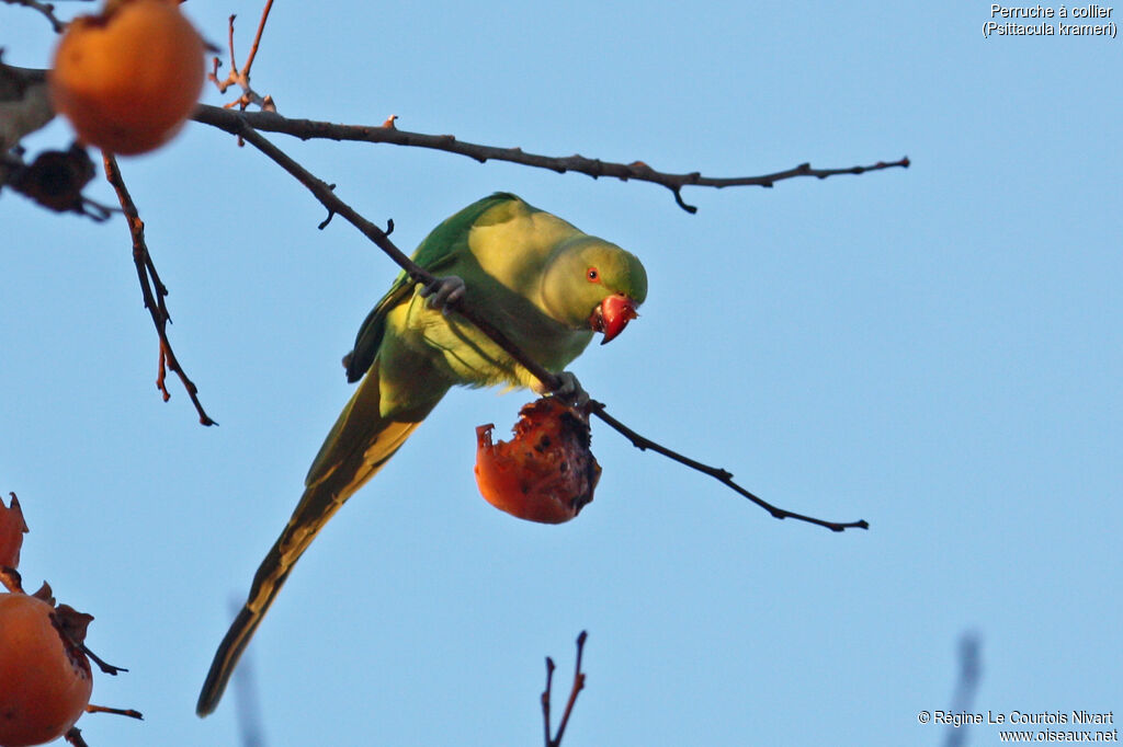 Rose-ringed Parakeet