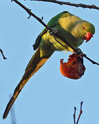 Rose-ringed Parakeet