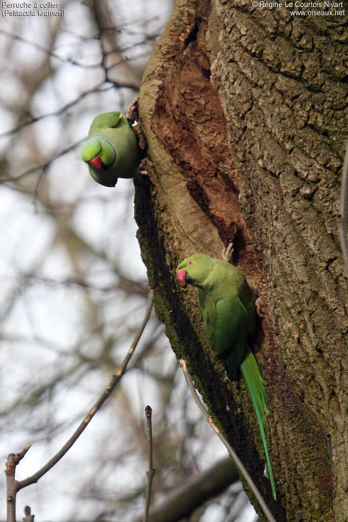 Rose-ringed Parakeetadult