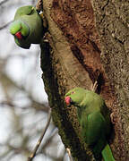 Rose-ringed Parakeet