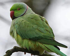 Rose-ringed Parakeet