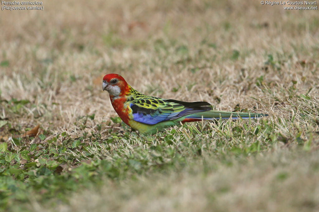 Eastern Rosella