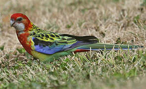 Eastern Rosella