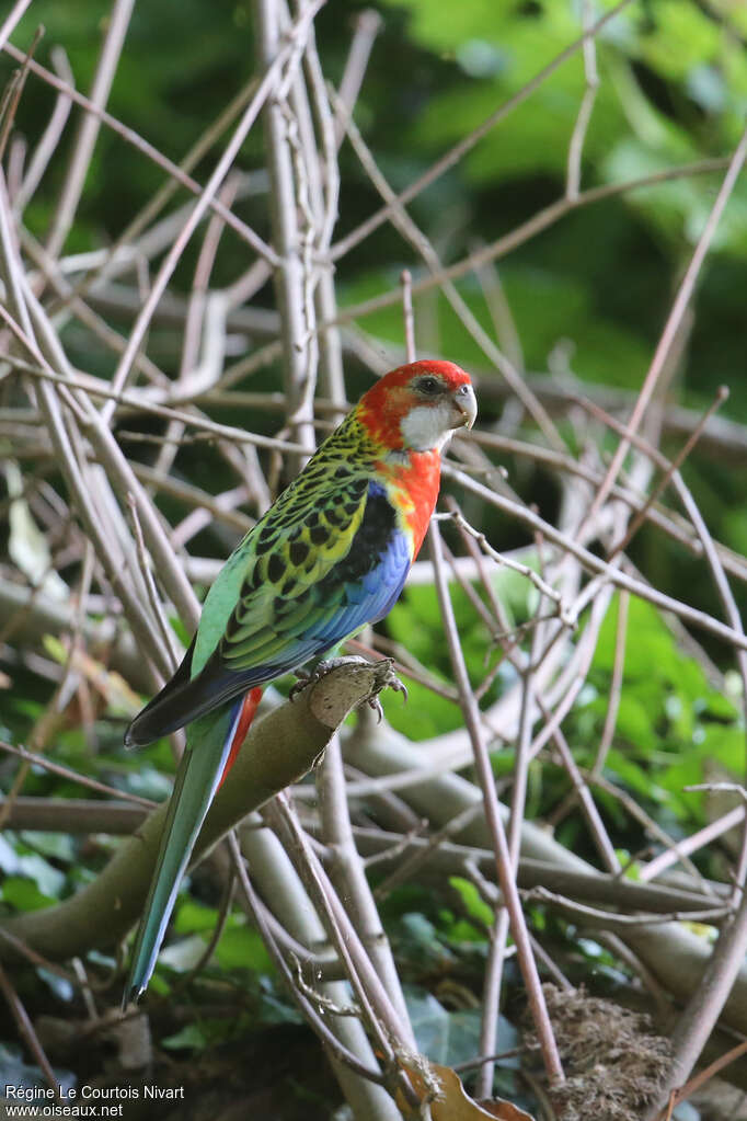 Eastern Rosella, identification