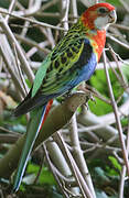 Eastern Rosella