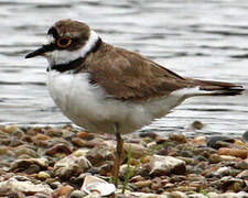 Little Ringed Plover