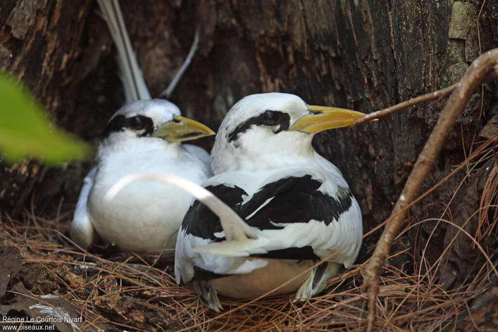 White-tailed Tropicbirdadult breeding, Reproduction-nesting