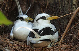 White-tailed Tropicbird