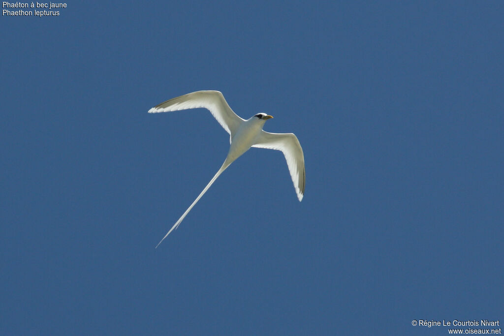 White-tailed Tropicbirdadult, Flight