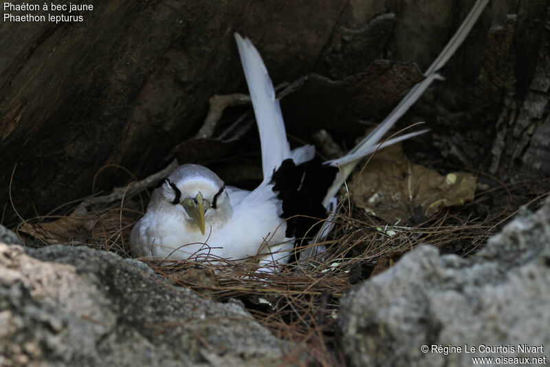 White-tailed Tropicbirdadult, Reproduction-nesting