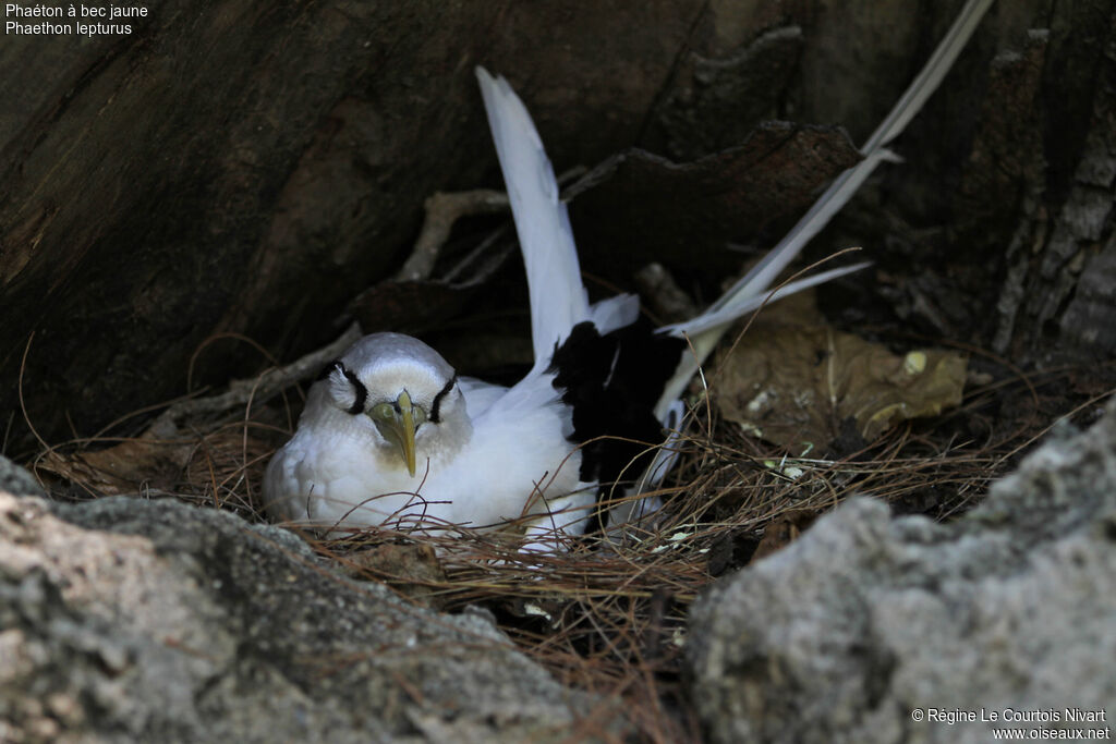 White-tailed Tropicbirdadult, Reproduction-nesting