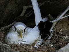 White-tailed Tropicbird