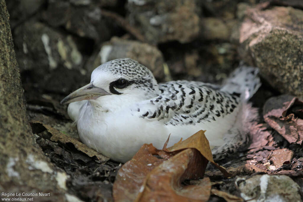 White-tailed Tropicbirdjuvenile, Reproduction-nesting