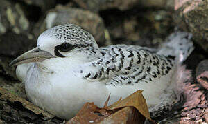 White-tailed Tropicbird