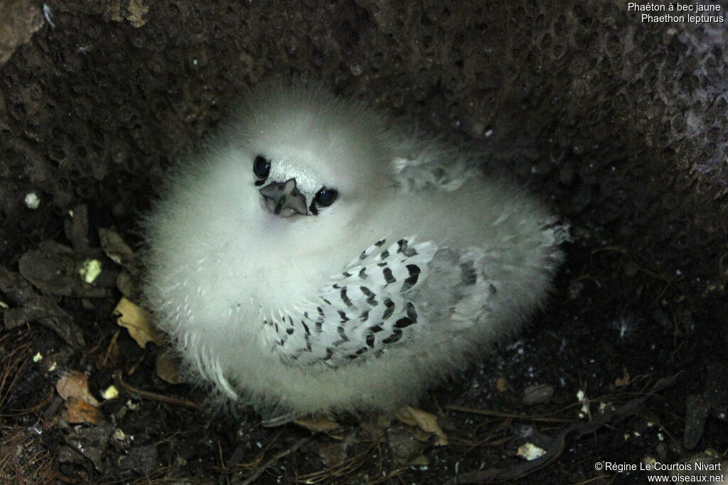 White-tailed Tropicbirdjuvenile, Reproduction-nesting