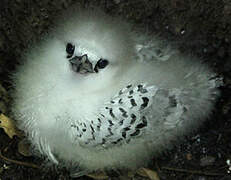 White-tailed Tropicbird