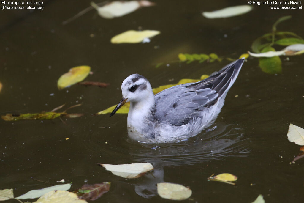 Phalarope à bec large1ère année