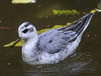 Phalarope à bec large