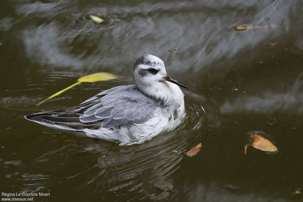 Phalarope à bec largeadulte transition, pigmentation