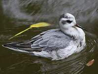 Phalarope à bec large