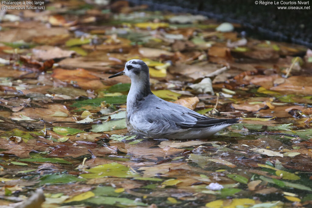 Phalarope à bec largeadulte transition