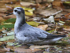 Red Phalarope