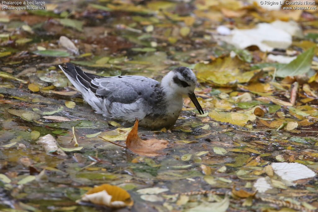 Phalarope à bec largeadulte