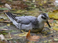 Phalarope à bec large