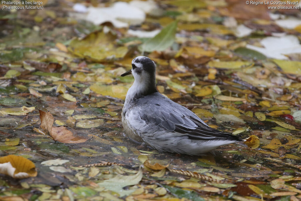 Phalarope à bec largeadulte