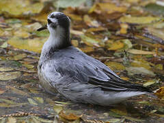 Red Phalarope