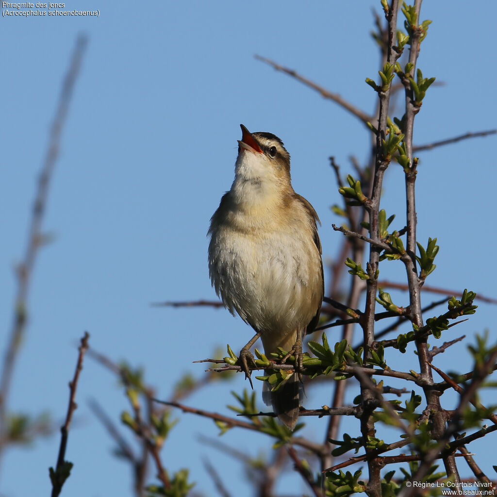 Sedge Warbler