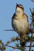 Sedge Warbler