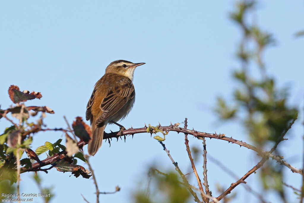 Sedge Warbleradult