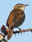 Sedge Warbler