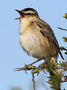 Sedge Warbler