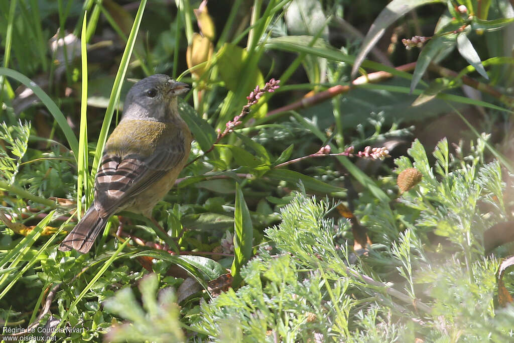 Grey-hooded Sierra Finch female adult