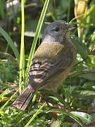 Grey-hooded Sierra Finch