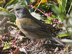 Grey-hooded Sierra Finch