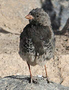 Mourning Sierra Finch