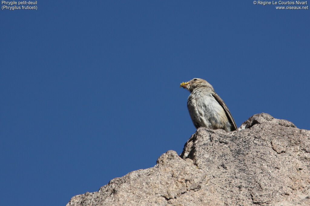 Mourning Sierra Finch